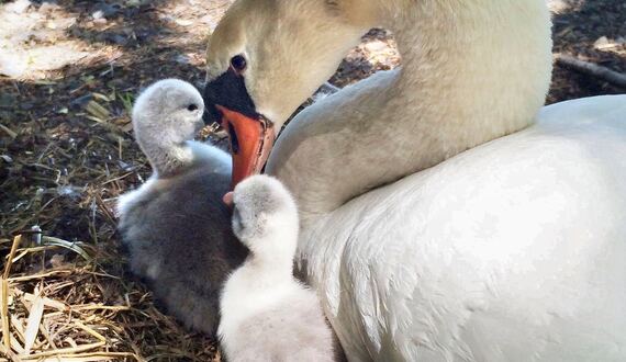 Syracuse teens arrested for stealing Manlius swans, killing 1