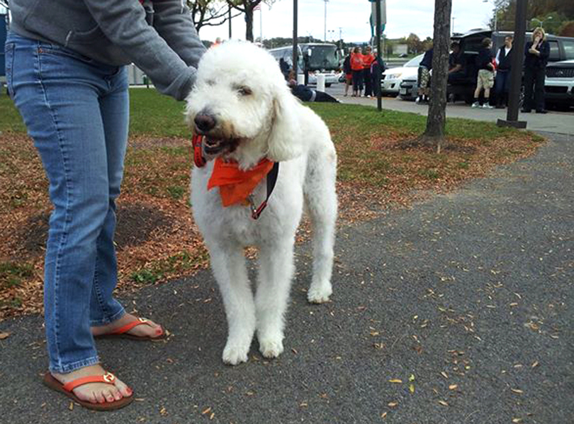 Farr&#8217;s dog Cooper provides bark for Orange&#8217;s scoring bite