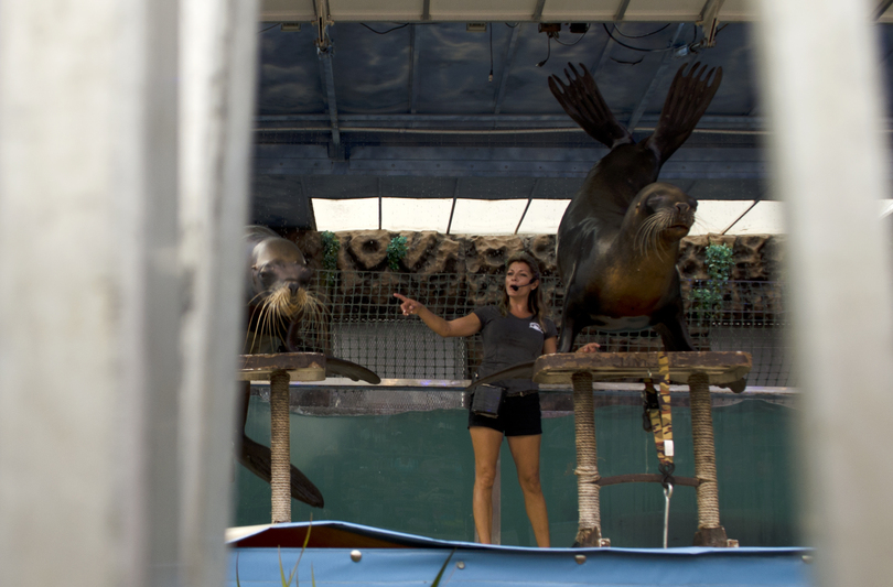 Ex-circus performers bring sea lion exhibit to the New York State Fair