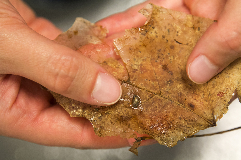 SUNY-ESF masters student breeds endangered snails species in captivity