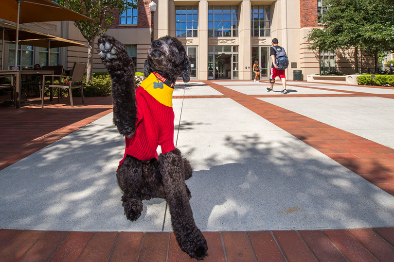 University of Southern California hires dog to calm stressed students