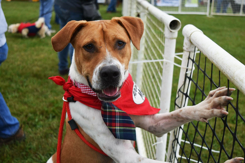 Local dog rescue nonprofit organizes 7th annual “Pumpkins &#038; Pooches” fundraiser