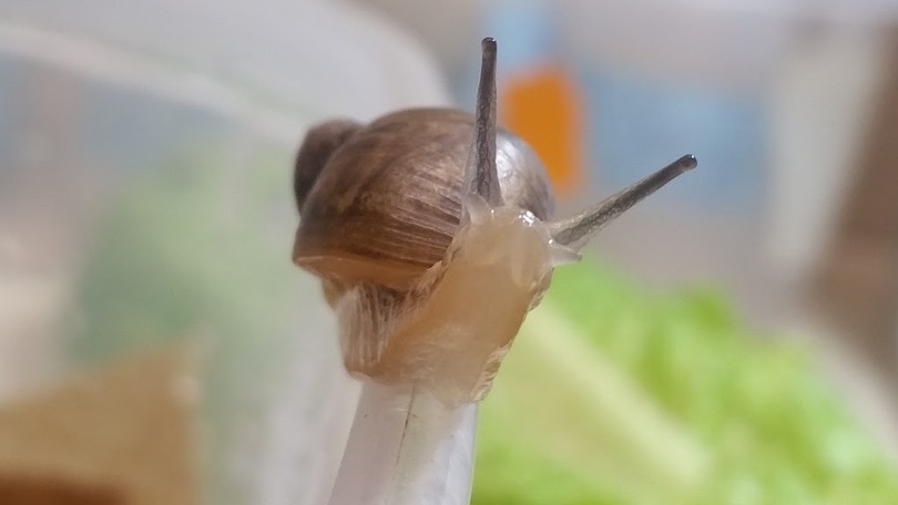 SUNY-ESF snail-breeding program aims to restore species