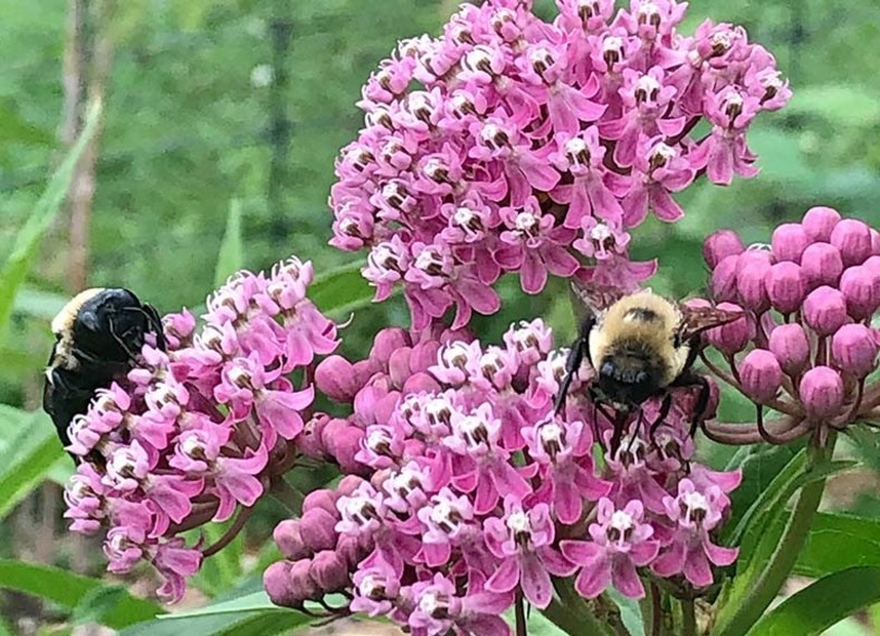 It&#8217;s more than just the honey: SU’s Bee Orange raises environmental awareness