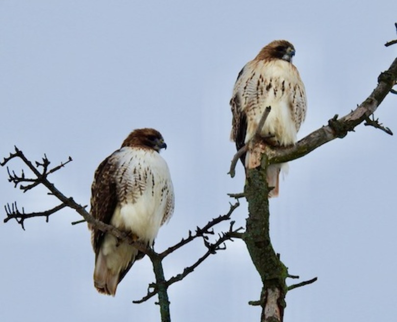 Red-tailed hawks Otto, SU-Sue found the hearts of locals