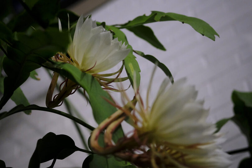 &#8216;The Queen of the Night&#8217;: SUNY ESF, SU gather to view rare Brazilian cactus bloom