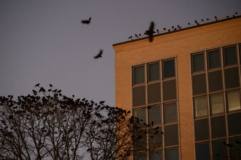 Syracuse’s crows are the &#8216;spirit and soul&#8217; of CNY