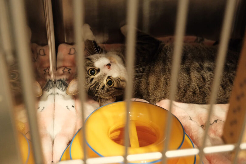 Local Cat Coalitions help abandoned cats find their forever homes